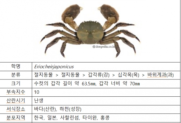 수컷 갑각 길이 65.3mm, 갑각 너비 70mm