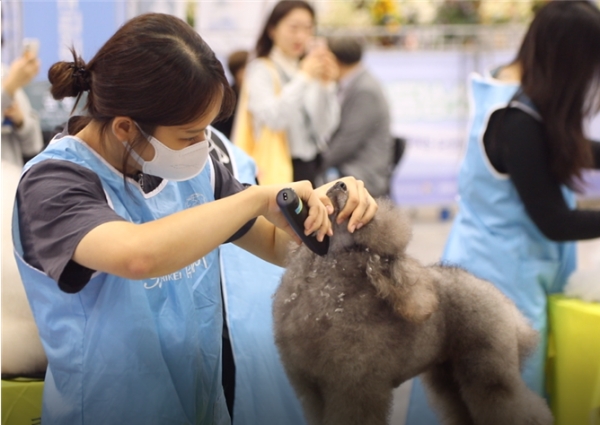 반려견 미용 경진대회에서 털을 깎는 모습